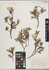 Foto von Salix lapponum L. x Salix repens L.
